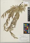 Foto von Salix geyeriana Andersson
